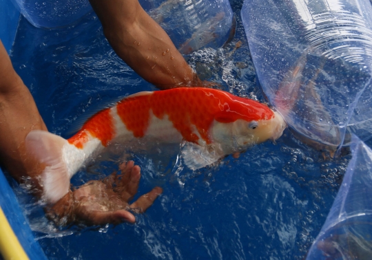 Melihat kontes ikan koi senilai puluhan juta di Cianjur