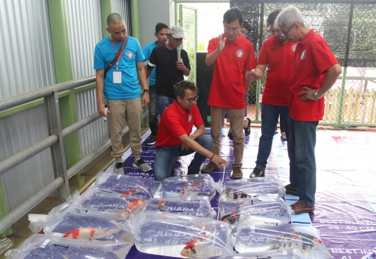 Melihat kontes ikan koi senilai puluhan juta di Cianjur