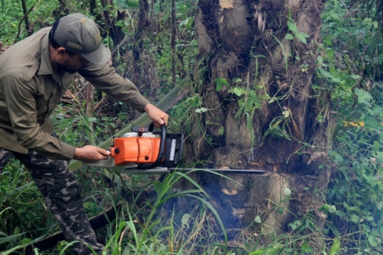 Pemusnahan kebun sawit ilegal di Taman Nasional Gunung Leuser