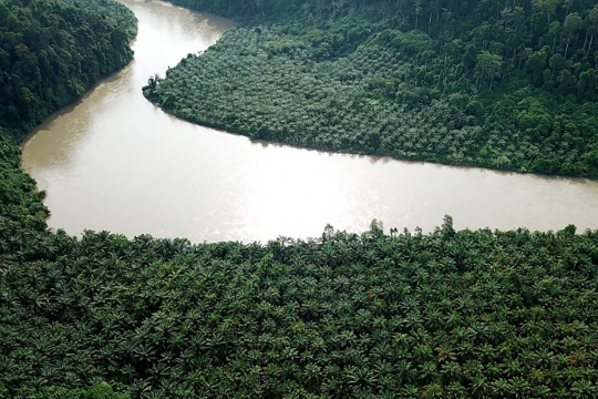 Pemusnahan kebun sawit ilegal di Taman Nasional Gunung Leuser