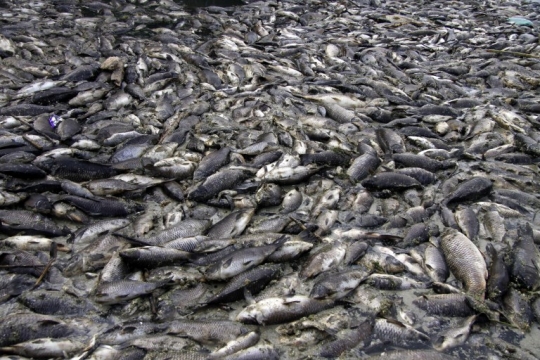 Mati misterius, ribuan ikan mas mengapung di sungai