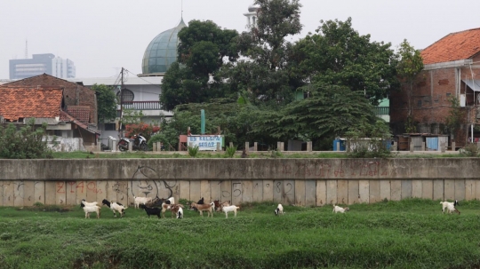 Peternak kambing manfaatkan lahan hijau di ibu kota