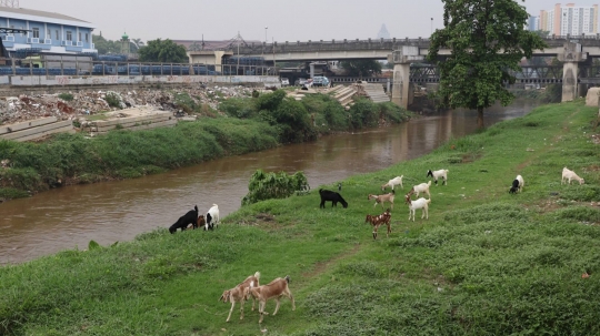 Peternak kambing manfaatkan lahan hijau di ibu kota