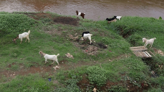 Peternak kambing manfaatkan lahan hijau di ibu kota