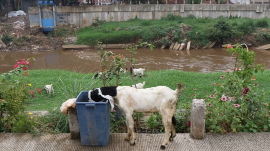 Peternak kambing manfaatkan lahan hijau di ibu kota