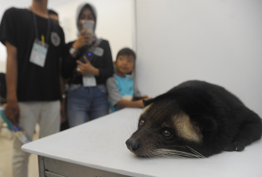 Keakraban dengan Hewan Peliharaan saat Pets Care Day