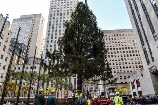 Sambut Natal, New York Tanam Pohon Cemara setinggi 22 Meter