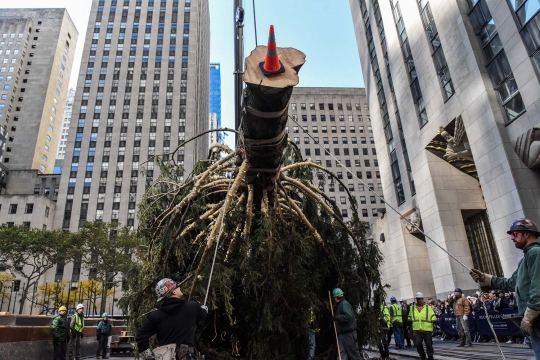 Sambut Natal, New York Tanam Pohon Cemara setinggi 22 Meter