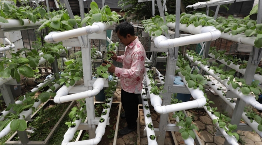 Intip Cara Warga Mangga Besar Manfaatkan Teknik Hidroponik untuk Budidaya Sayuran