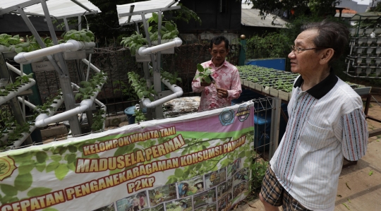 Intip Cara Warga Mangga Besar Manfaatkan Teknik Hidroponik untuk Budidaya Sayuran