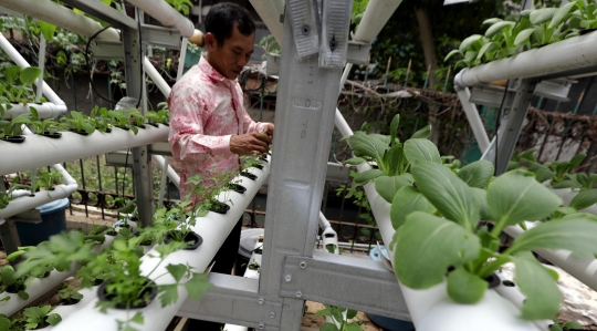 Intip Cara Warga Mangga Besar Manfaatkan Teknik Hidroponik untuk Budidaya Sayuran