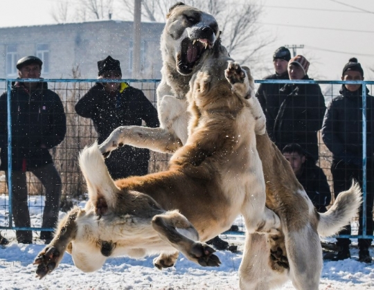 Ganasnya Anjing Alabay di Kyrgyzstan Saat Bertarung