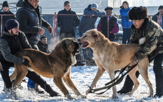 Ganasnya Anjing Alabay di Kyrgyzstan Saat Bertarung