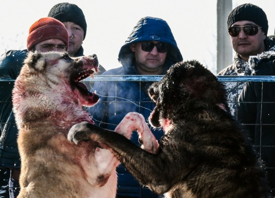 Ganasnya Anjing Alabay di Kyrgyzstan Saat Bertarung