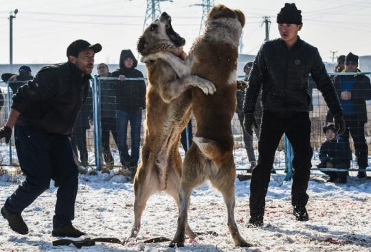 Ganasnya Anjing Alabay di Kyrgyzstan Saat Bertarung