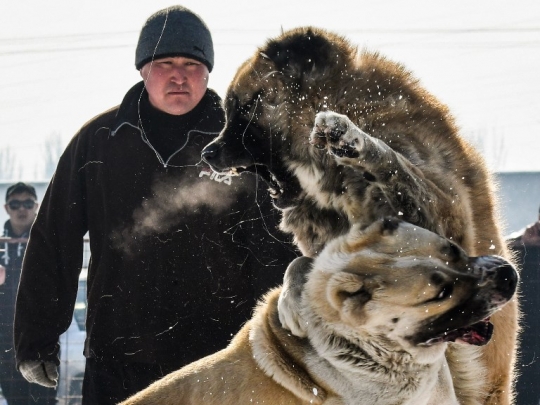 Ganasnya Anjing Alabay di Kyrgyzstan Saat Bertarung