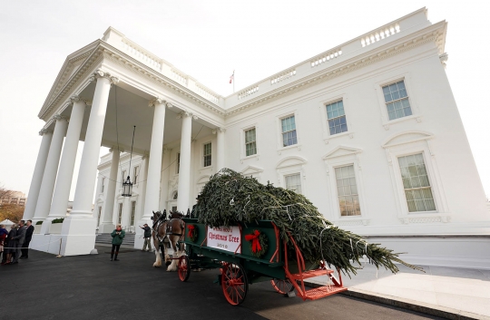 Donald Trump dan Melania Sambut Kedatangan Pohon Natal Gedung Putih