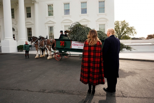 Donald Trump dan Melania Sambut Kedatangan Pohon Natal Gedung Putih