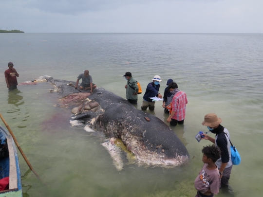 Menyedihkan, Paus Sperma Mati Terdampar di Perairan Wakatobi