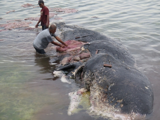 Menyedihkan, Paus Sperma Mati Terdampar di Perairan Wakatobi