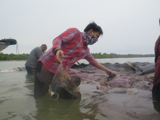 Menyedihkan, Paus Sperma Mati Terdampar di Perairan Wakatobi