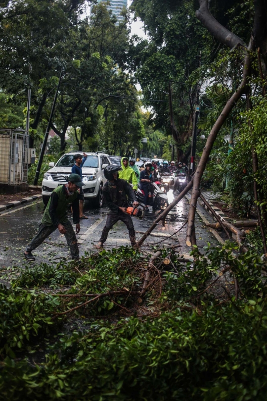 Akibat Hujan Badai, Pohon di Jalan Sutan Syahrir Tumbang