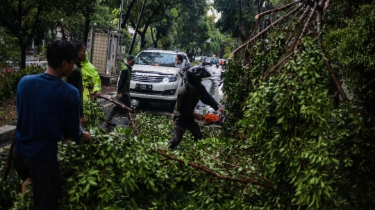 Akibat Hujan Badai, Pohon di Jalan Sutan Syahrir Tumbang