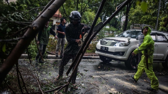 Akibat Hujan Badai, Pohon di Jalan Sutan Syahrir Tumbang