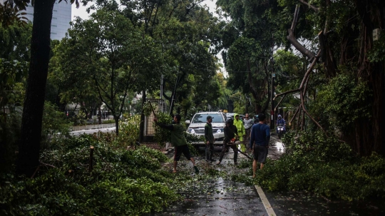 Akibat Hujan Badai, Pohon di Jalan Sutan Syahrir Tumbang