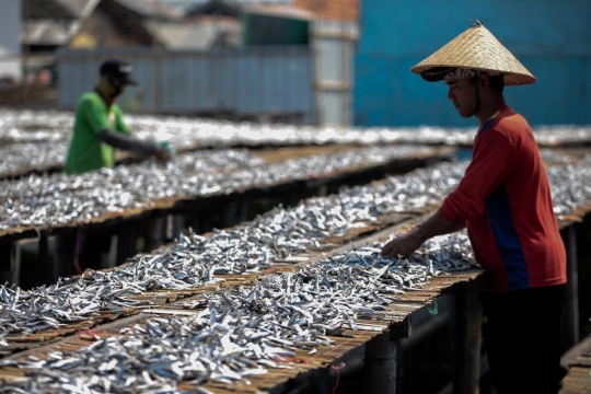 Memasuki Musim Hujan, Produksi Ikan Asin Menurun