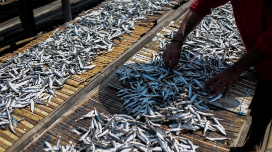 Memasuki Musim Hujan, Produksi Ikan Asin Menurun