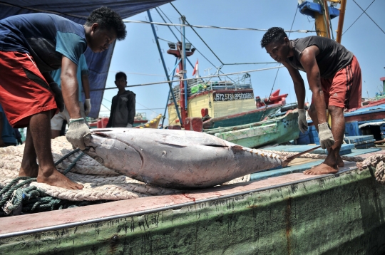 Cuaca Buruk, Tangkapan Ikan Nelayan Muara Baru Menurun