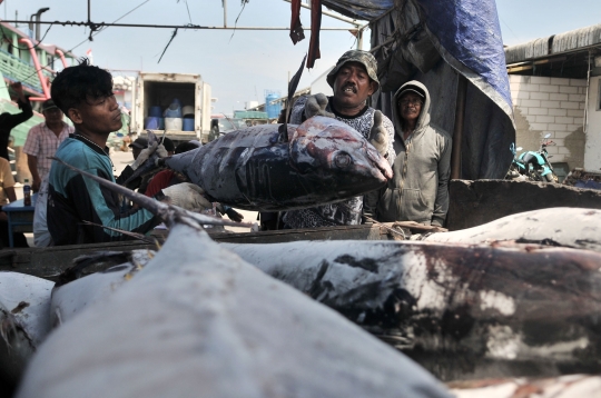 Cuaca Buruk, Tangkapan Ikan Nelayan Muara Baru Menurun