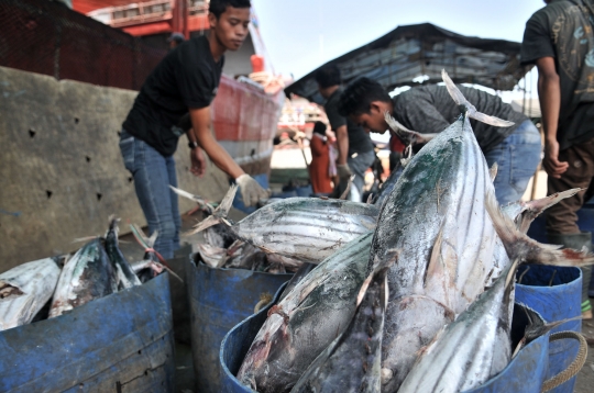 Cuaca Buruk, Tangkapan Ikan Nelayan Muara Baru Menurun