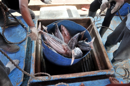 Cuaca Buruk, Tangkapan Ikan Nelayan Muara Baru Menurun