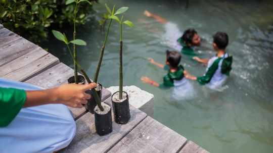 Antusiasme Anak-anak SD Tanam 100.000 Mangrove di Labirin Pulau Pramuka