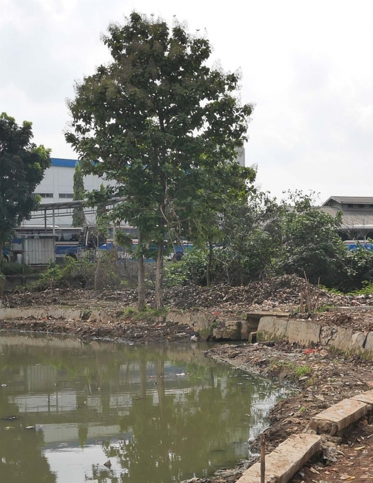 Banyak Sampah, Situ Pedongkelan Keluarkan Aroma Tak Sedap