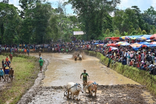 Serunya Tradisi Pacu Jawi di Sumatera Barat