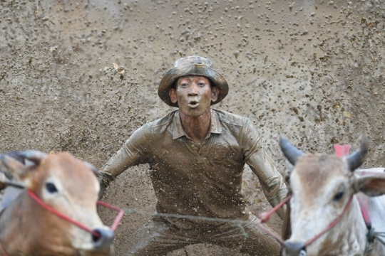 Serunya Tradisi Pacu Jawi di Sumatera Barat