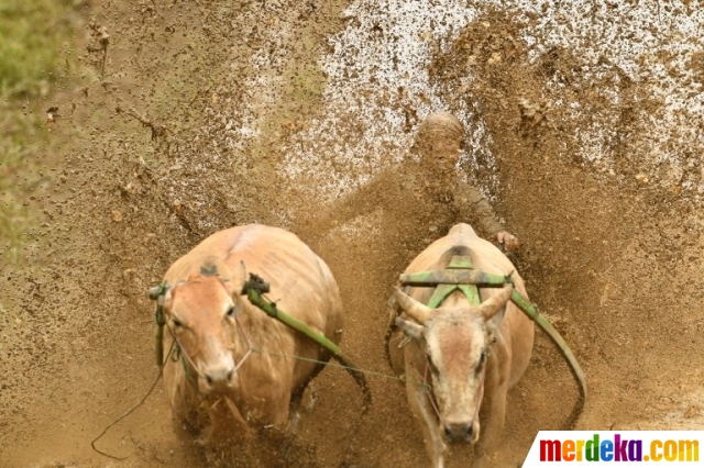 Foto Serunya Tradisi Pacu Jawi di  Sumatera  Barat  