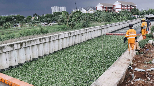 Pemprov DKI Tanam Eceng Gondok guna Bersihkan Kali di Tanjung Priok