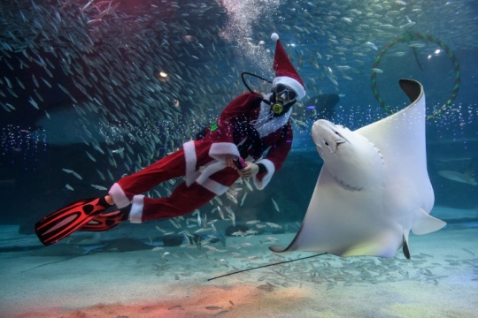 Meriahkan Natal, Sinterklas di Korsel Berenang Bareng Ikan