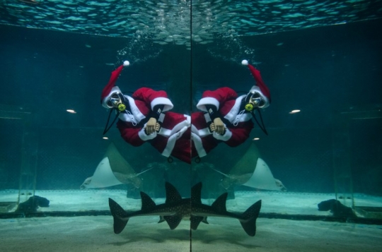 Meriahkan Natal, Sinterklas di Korsel Berenang Bareng Ikan