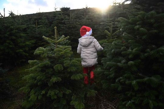 Jelang Natal, Warga Irlandia Berburu Pohon Natal di Pertanian Pohon Cemara