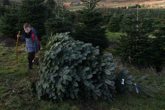 Jelang Natal, Warga Irlandia Berburu Pohon Natal di Pertanian Pohon Cemara