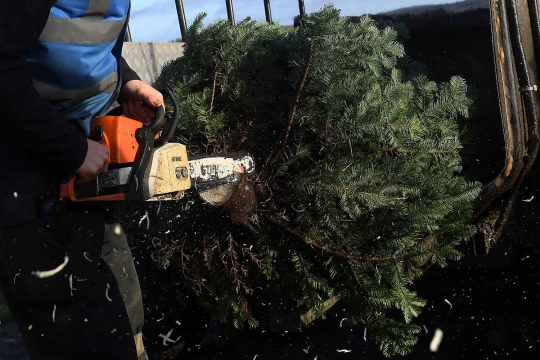 Jelang Natal, Warga Irlandia Berburu Pohon Natal di Pertanian Pohon Cemara