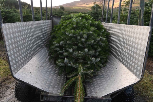 Jelang Natal, Warga Irlandia Berburu Pohon Natal di Pertanian Pohon Cemara