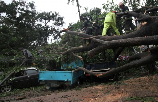 Pohon Tumbang Timpa Sejumlah Mobil di Ciputat