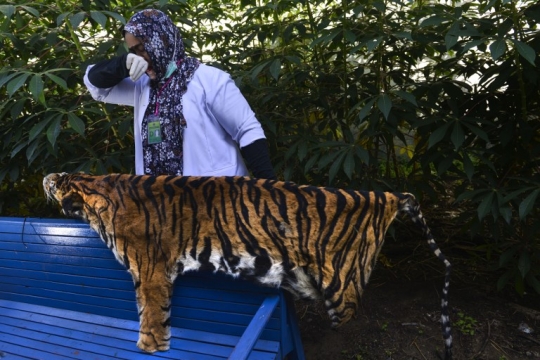 Kulit Harimau Sumatera Hasil Sitaan di Aceh Dijadikan Bahan Edukasi