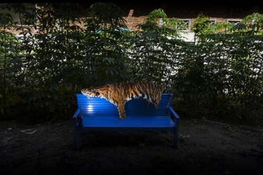 Kulit Harimau Sumatera Hasil Sitaan di Aceh Dijadikan Bahan Edukasi